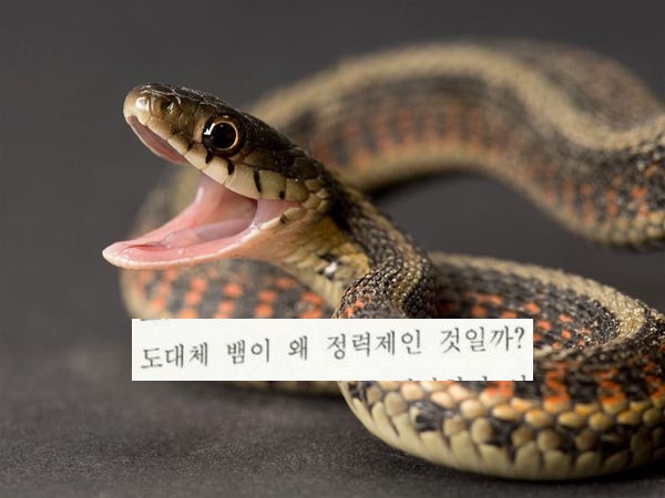 뱀 날로 먹은 후기